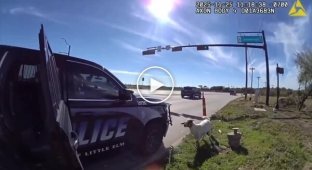 Police officer "arrested" an escaped goat in Texas