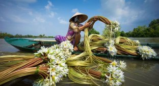 Зачем вьетнамцы собирают водяные лилии (4 фото)