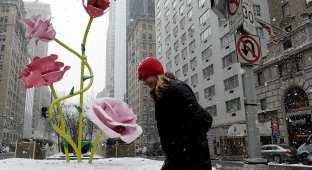 В Нью-Йорке выросли 8-метровые розы