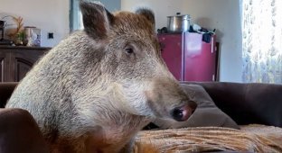 In Belgium, a family adopted a wild boar and it became their faithful pet (3 photos)