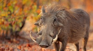 Животное бородавочник с его экстравагантной внешностью невозможно спутать ни с кем другим (3 фото)