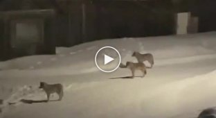 A pack of wolves captured the village in Komi