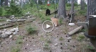 Бесстрашный рыжий кот запугал медведя