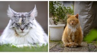 Котики, які змогли пізнати дзен (25 фото)