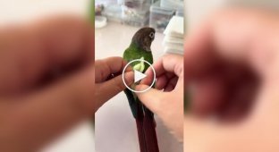A woman showed how she changes a parrot's diaper