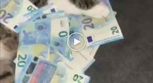 Cats are the best bankers