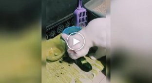 Кошка перешла на сбалансированное питание