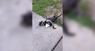 Опоссумы перепутали кота с мамой и ввели его в ступор