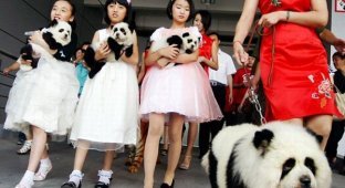 Собаки-панды и собаки-тигры из Китая (10 фото)