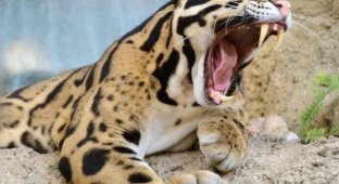 Clouded leopard: It keeps the memory of saber-toothed monsters, and its fangs kill instantly (9 photos)