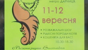 Выставка котов, Киев, бульвар Перова 2, 11 и 12 сентября 2010 года (47 фото)