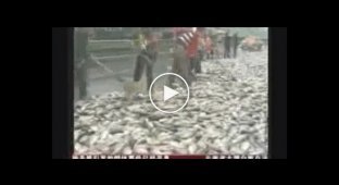 В китае на суше оказалось очень много живой рыбы