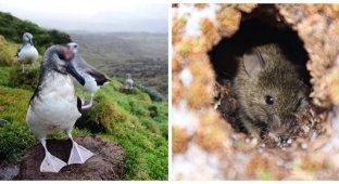 How scientists plan to protect the birds of Marion Island from invasive rodents (8 photos + 1 video)