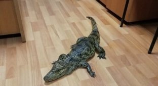 В Вологодской области мужчина, недавно освободившийся из колонии, пришел в полицию с крокодилом (2 фото)