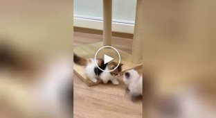 Cute and funny kitten battle