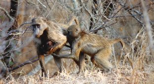 Bear baboons: primates in which the familiar understanding of family is born (10 photos)