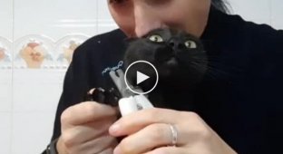 Безопасный для хозяина метод стрижки когтей у кошек