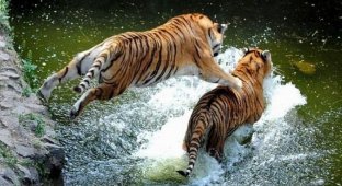 Тигриная драка (4 фотографии)