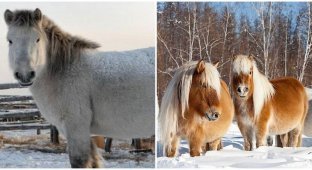 Як умудряються виживати в дикій природі якутські конячки (6 фото)