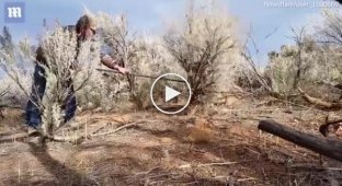 Rescue a cougar from a death trap