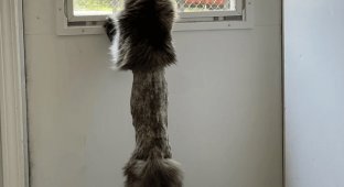 Побритый кот стал героем фотошоп-баттла в Сети (13 фото)