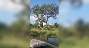 When an elephant wants to eat something tasty