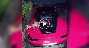 In London, a fox relieved himself in a Ferrari