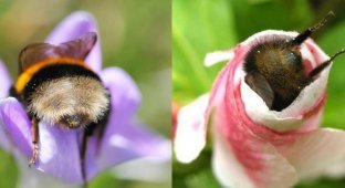 Bees sleep in flowers when they are tired. Is this true or a myth? (4 photos)
