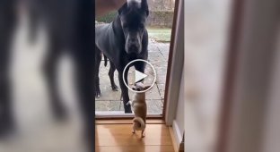 Мелкие «храбрые» собачки против гигантов