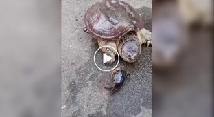 Turtle's reaction to a crab