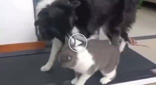 Dog and cat on a treadmill