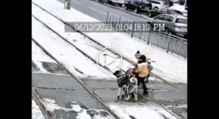 Мальчик с собакой помог женщине-инвалиду, застрявшей на трамвайных путях