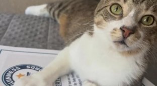 A cat with 28 toes was born in the USA (4 photos)