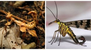 Нестандартные и интересные насекомые нашего мира (10 фото)