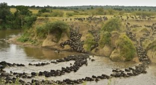 Великая миграция животных в Кении (15 фото)