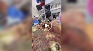 Cleaning a turtle from crustaceans