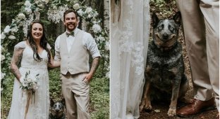 Свадебный фотограф показала "фотобомбу" с собакой (10 фото)