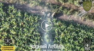 Three wounded Russians climb out of a cornfield after being dropped by a Ukrainian drone