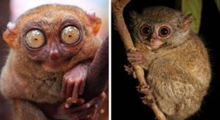 Глазастая подборка: животные, которых природа наградила огромными глазами (12 фото)