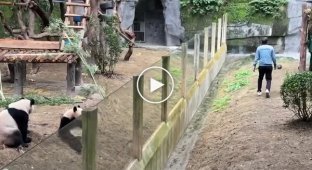 Панды в Чунцине повторили жест сотрудника