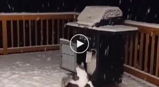 Коты и первый снег