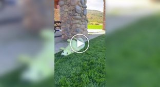 Emerald retriever