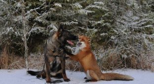Amazing friendship between a fox and a dog (4 photos + 1 video)