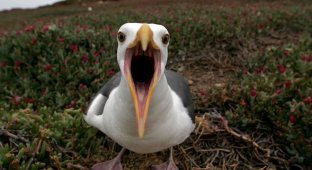 They make postmen run: crazy seagulls attack mail and steal letters and parcels (4 photos)