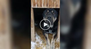 Рейдерский захват будки: коты оккупировали сторожевого пса