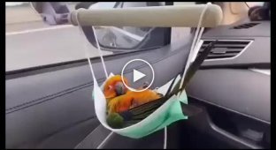 Папуга їде на дачу