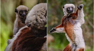 "Dancing" lemurs have a chance to survive (9 photos + 2 videos)