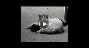 Очень грустное видео. Кот делает кошке массаж сердца