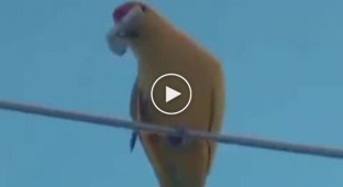 Наглый и смелый попугай