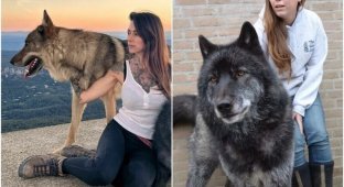 30 photos of wolf dogs that have become loyal pets (31 photos)